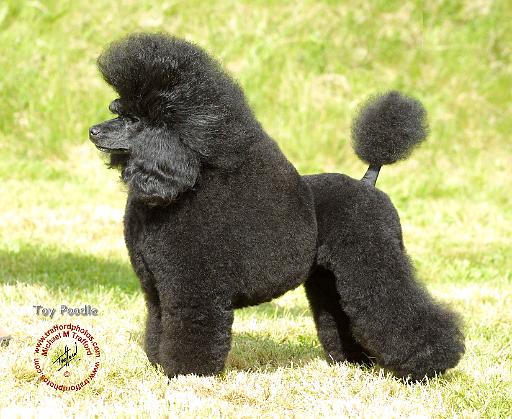 Poodle Toy 8T006D-04.JPG